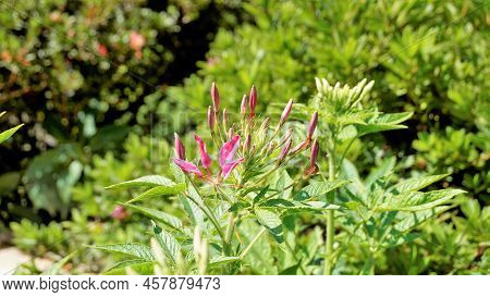 Beautiful Flowers Of Cleome Spinosa Also Known As Spider Flower, Spiny Spiderflower, Tarenaya Hassle