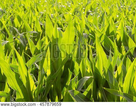 Corn Plantation In Organic Farming With A Solar Panel Field