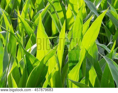 Corn Plantation In Organic Farming With A Solar Panel Field