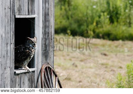 A Coastal Great Horned Owl Taking Flight From Her Springtime Nest Over The Inter Coastal Waterway In