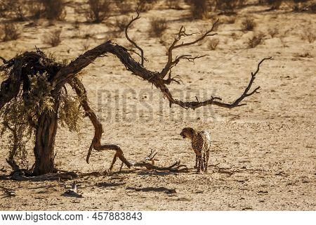 Cheetah Walking Front View In Desert Land In Kgalagadi Transfrontier Park, South Africa ; Specie Aci