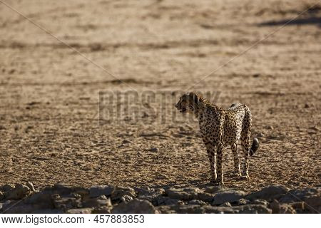 Cheetah Standing Front View In Desert Land In Kgalagadi Transfrontier Park, South Africa ; Specie Ac