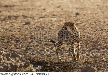 Cheetah Standing Front View In Desert Land In Kgalagadi Transfrontier Park, South Africa ; Specie Ac