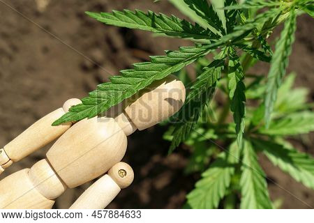 Medicinal Hemp Brushes. Commercial Growth Of Cannabis. Harvesting