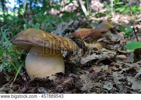 Three Boletus Aereus Or Bronze Cep Mushrooms Growing In A Row, The First One In Focus, Shallow Depth