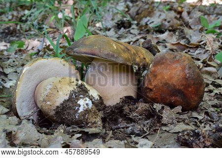 Group Of Three Nice Specimen Of Boletus Aereus Or Bronze Cep Mushrooms, All Sides Visible