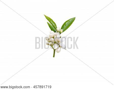 Orange Tree Blossom Or Neroli Flowers Bunch Isolated Png