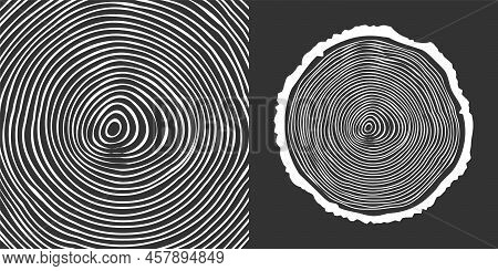 Round Tree Trunk Cut, Sawn Pine Or Oak Slice. Saw Cut Timber, Wood. White Wooden Texture With Tree R