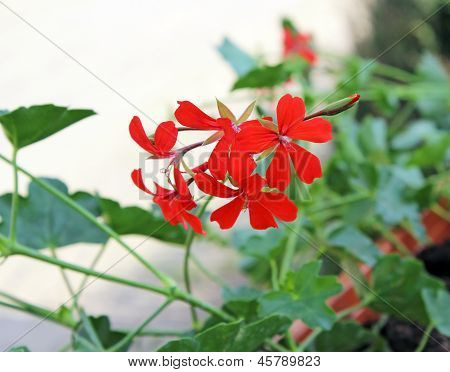 ดอกไม้สีแดง pelargoni