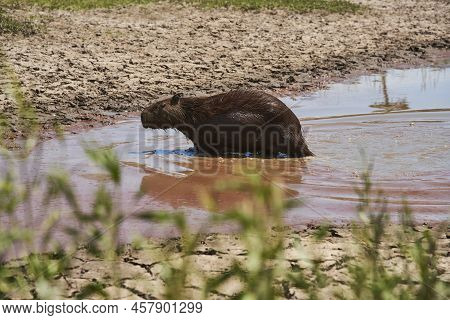 Capybara, Hydrochoerus Hydrochaeris, Largest Living Rodent, Native To South America, Emerging From T