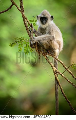Young Tufted Gray Langur Monkey Sitting On A Tree Branch And Looking At The Camera.