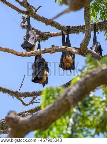 Sri Lankan Megabats Roosting Upside Down On A Tree Branched