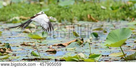 Beautiful Pheasant-tailed Jacana Bird In Flight, Flying Over The Vegetation In The Lake.