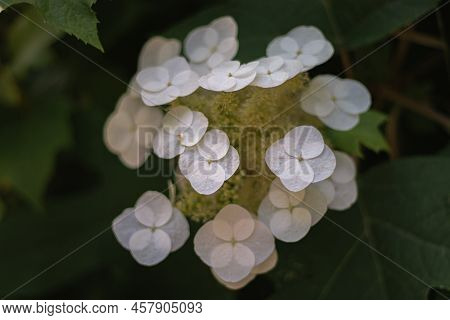 Hydrangea Flowers On A Rainy Day. Japanese Garden. June.