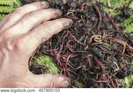 Breeding Red Worms Dendrobena. Fertile Soil. Natural Soil Improvement. Fishing Worms