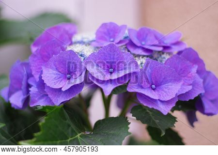Purple Hydrangea Flowers Are In Bloom In The Hydrangea Garden. It Is A Close-up Photo Of Hydrangea.