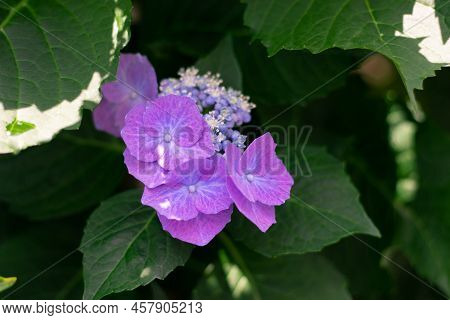 Purple Hydrangea Flowers Are In Bloom In The Hydrangea Garden. It Is A Close-up Photo Of Hydrangea.