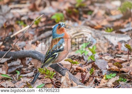 The Common Chaffinch, Fringilla Coelebs, Sits On The Ground In Spring. Beautiful Forest Bird Common 