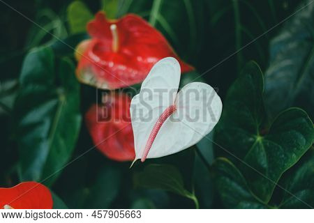 Anthurium Flowers Tailflower, Flamingo Flower, Laceleaf In Flower Shop, Tropical Background