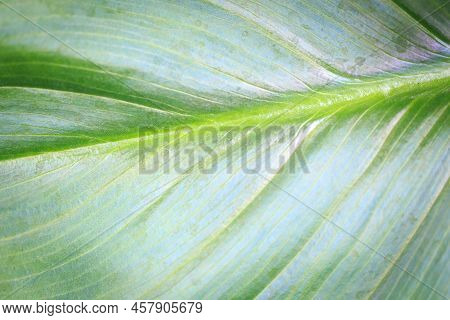 Green Tropical Calla Leaf. Background Texture Close Up Of Green Leaf Use Space For Text Or Image Des