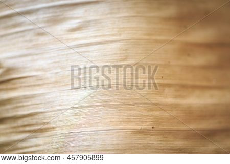 Texture Background Backlight Cinnamon Dry Leaf. Closeup Background Of Beige Banana Leaf Use Space Fo
