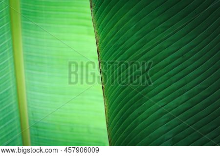 Banana Green Leaf Closeup Background Use Us Space For Text Or Image Backdrop Design. Texture Backgro