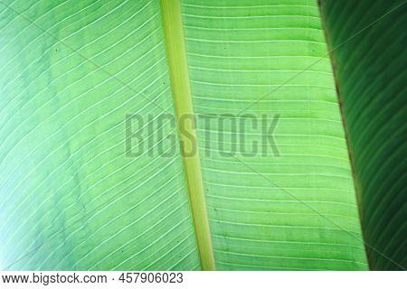Banana Green Leaf Closeup Background Use Us Space For Text Or Image Backdrop Design. Texture Backgro
