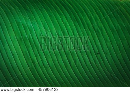 Banana Green Leaf Closeup Background Use Us Space For Text Or Image Backdrop Design. Texture Backgro