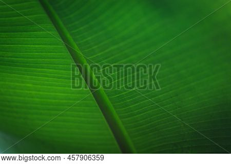 Banana Green Leaf Closeup Background Use Us Space For Text Or Image Backdrop Design. Texture Backgro