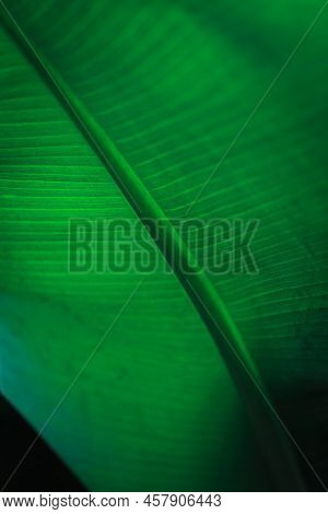 Banana Green Leaf Closeup Background Use Us Space For Text Or Image Backdrop Design. Texture Backgro