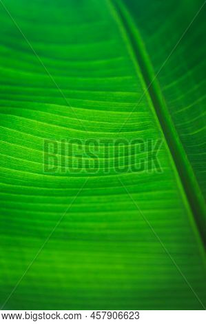 Banana Green Leaf Closeup Background Use Us Space For Text Or Image Backdrop Design. Texture Backgro