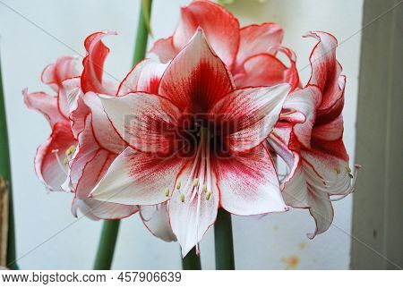 Amarylis Flower, Full Bloom In A Tropical Botanical Garden. Hippeastrum Amaryllis