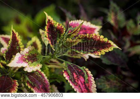 Coleus Leaf Texture. Nettle Dyed. Coleus Blumei, Plectranthus Scutellarioides, Solenostemon Scutella