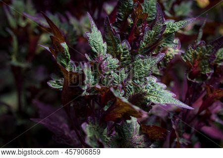 Coleus Leaf Texture. Nettle Dyed. Coleus Blumei, Plectranthus Scutellarioides, Solenostemon Scutella