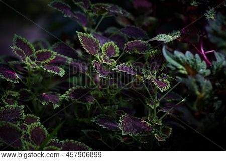 Coleus Leaf Texture. Nettle Dyed. Coleus Blumei, Plectranthus Scutellarioides, Solenostemon Scutella