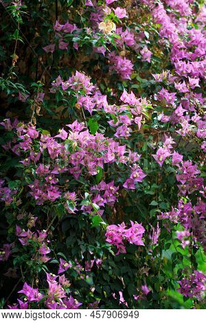 Bougainvillea Flowers And Bougainvillea Plant Tree In Summer Season. This Bougainvillea Flowers Are