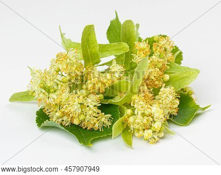 Linden Leaf And Flowers Isolated On White