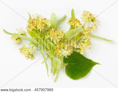 Linden Flowers With Leaves Isolated On A White Background. Limetree.