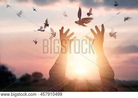 Woman Praying And Free Bird Enjoying Nature On Sunset Background, Hope Concept