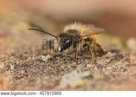Frontal Closeup On A Hairy Male Red Mason Bee, Osmia Bicornis, Sitting On A Stone In The Garden