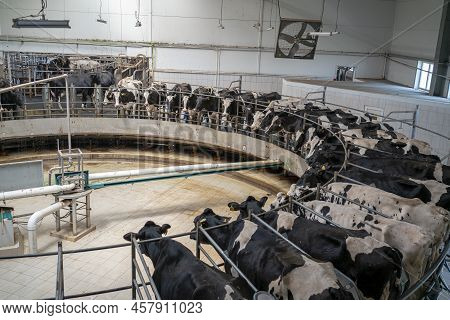 Milking Cows Special Agriculture Farming Equipment On Dairy Farm. Livestock Husbandry And Production
