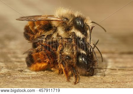 Closeup On A Threesome 2 Males, One Female, Copulation In Red Mason Bee, Osmia Bicornis On A Peice O