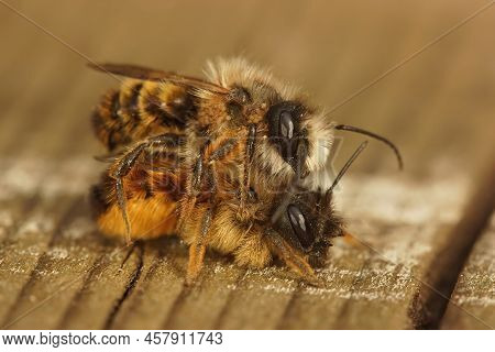 Closeup On A Copulation Of A Male, Female Red Mason Bee, Osmia Rufa Sitting On Wood In The Garden