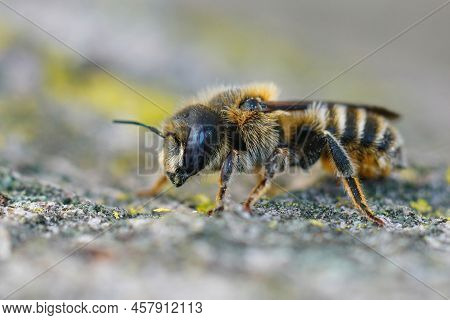 Detailed Closeup On A Blue- Eyed Female Of The Rare Tridentate Small-mason Bee, Hoplitis Tridentata