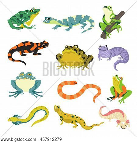 Amphibians Snakes And Lizards, Frogs And Iguana