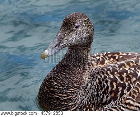 Female Eider Duck On The Sea On The Uk North East Coast.