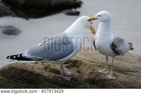 Pair Of Herring Gulls On Rocks At Low Tide. Uk.