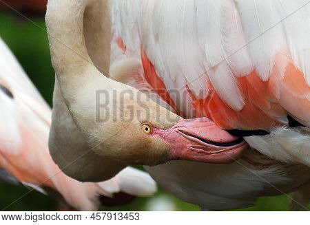 Pnk Flamingo In Uk Wildlife Park Enclosure.