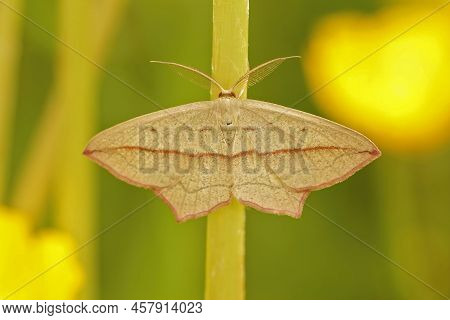 Closeup On A Blood-vein Geometer Moth,timandra Comae, Sitting With Open Wings In The Vegetation Agai