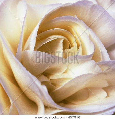 Whiterose2cropbsp